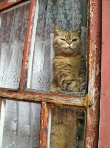 Создать мем: старый кот во дворе, рыжая кошка на окошке, Кошка