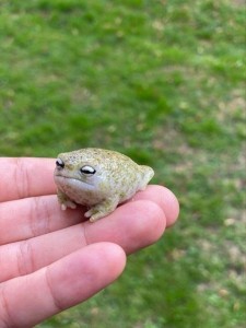 Create meme: frogs, animals