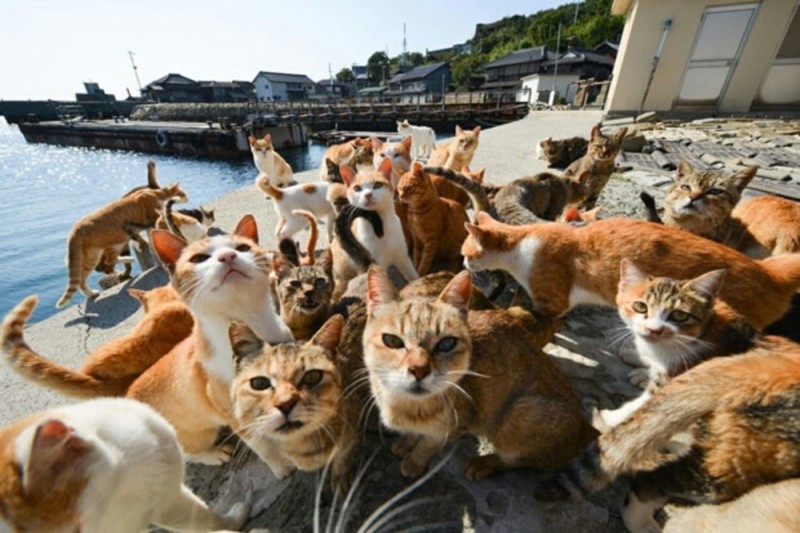 Создать мем: япония тосиро остров кошек, кошачий остров геншин, остров аошима кошачий рай