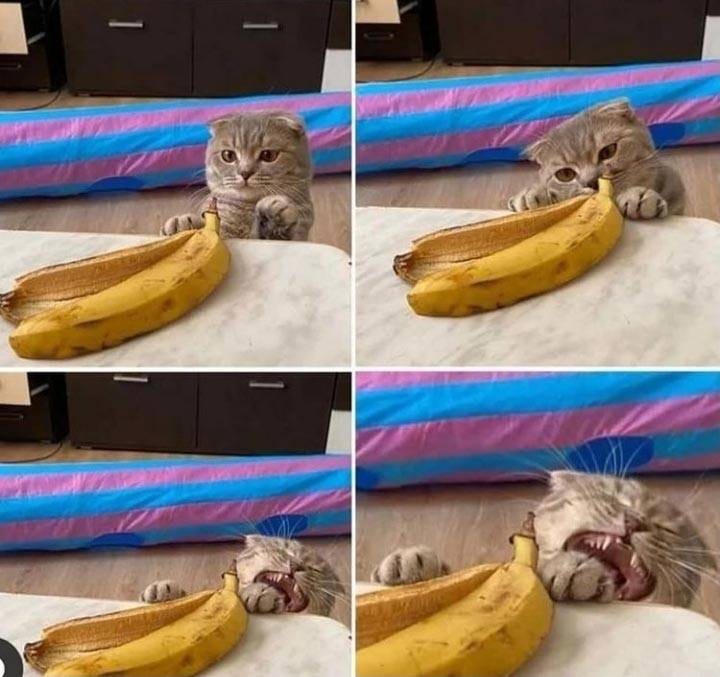 Создать мем: кот ненавидит банан, коты бананы, банановый кот