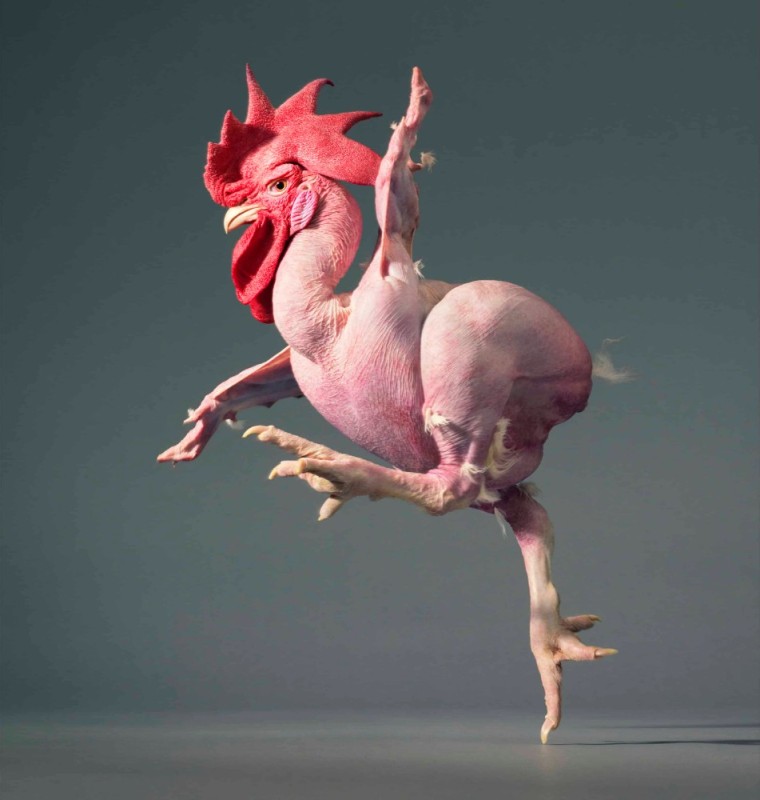 Create meme: without feathers, bald chicken, chicken without feathers