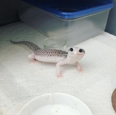 Create meme: lizard gecko eublefar, eublefar white gecko, eublefar gecko