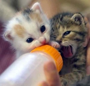 Create meme: kittens funny, cute kittens