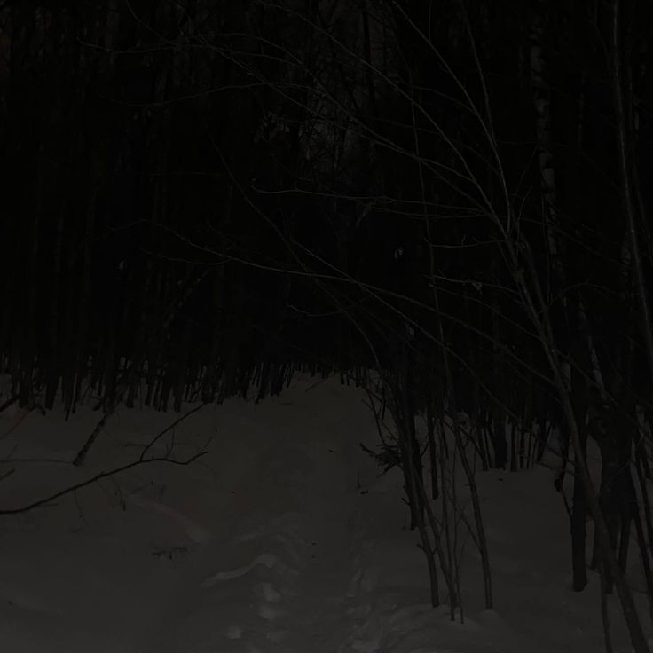 Создать мем: зимний лес ночью, в зимнем лесу, лес ночью зимой