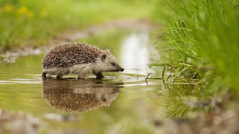 Create meme: ordinary hedgehog, hedgehog hedgehogs, hedgehog in the grass