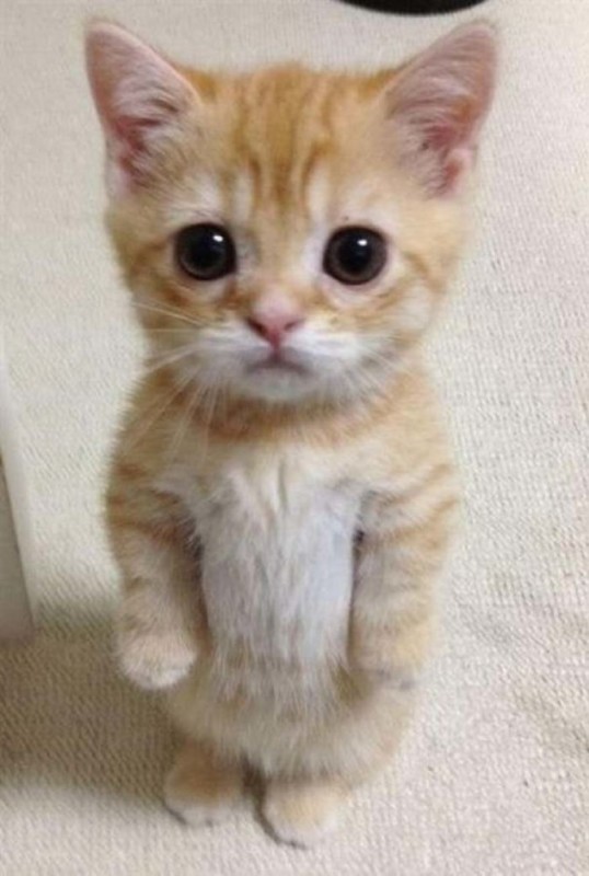 Create meme: cute kittens, plaintive cat, the begging cat