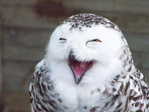 Создать мем: сова, owl, красиво снятая домашняя сова
