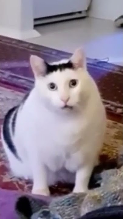 Create meme: fat cat , the cat from the meme, the cat from memes white meows