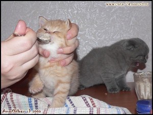 Create meme: kitten being fed with a spoon, cat, cats