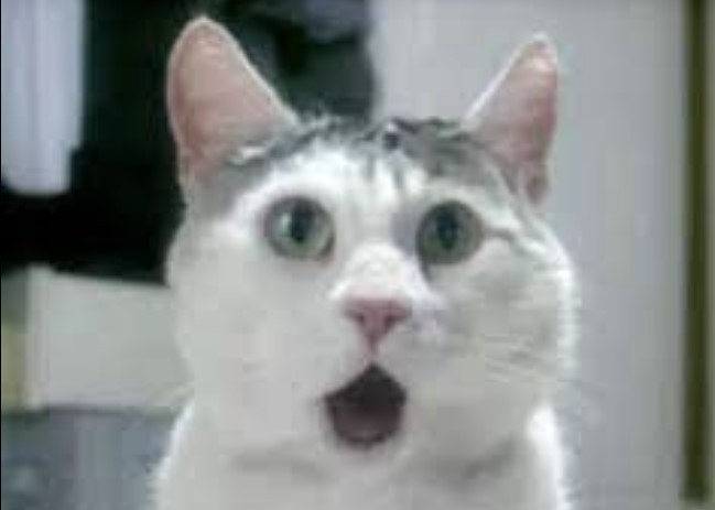 Create meme: cat in shock, memes of a cat in shock, the surprised cat 