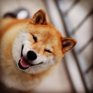 Create meme: Akita inu, Shiba inu, dog