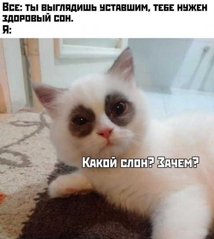 Создать мем: кот юмор, котики смешные, мем кошка