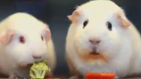 Create meme: Guinea pigs, sad guinea pig, white guinea pig