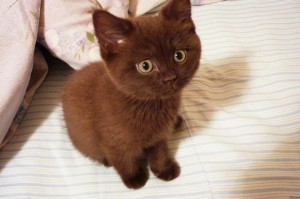 Создать мем: шотландская шоколадная кошка, британский кот шоколадный, шоколадный британец котенок