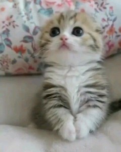 Create meme: cute cat, cute kittens, cute cats