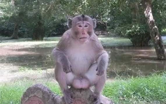 Create meme: The monkey is scratching, female macaque, monkey monkey