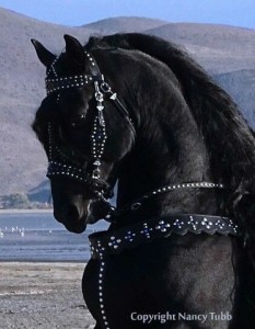 Create meme: black frieze horse, Friesian horse Baroque, black horse in harness