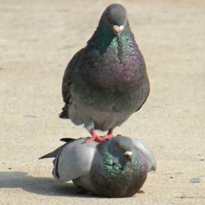 Create meme: grey dove, dove, pigeon bird