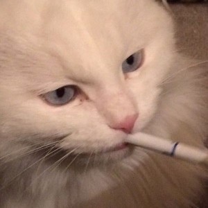 Create meme: meme cat , sad cat with a cigarette, smoking cat