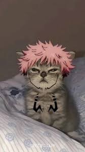 Создать мем: кот гуль, кот, anime cat
