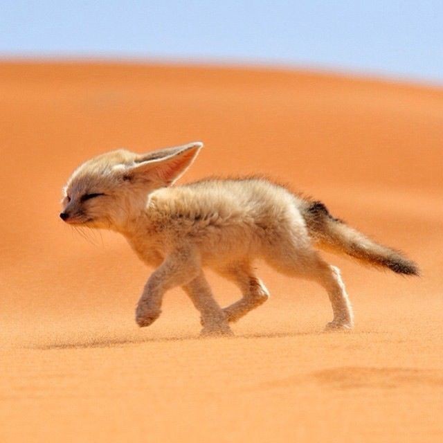 Create meme: fenek is small, desert animals, desert fox
