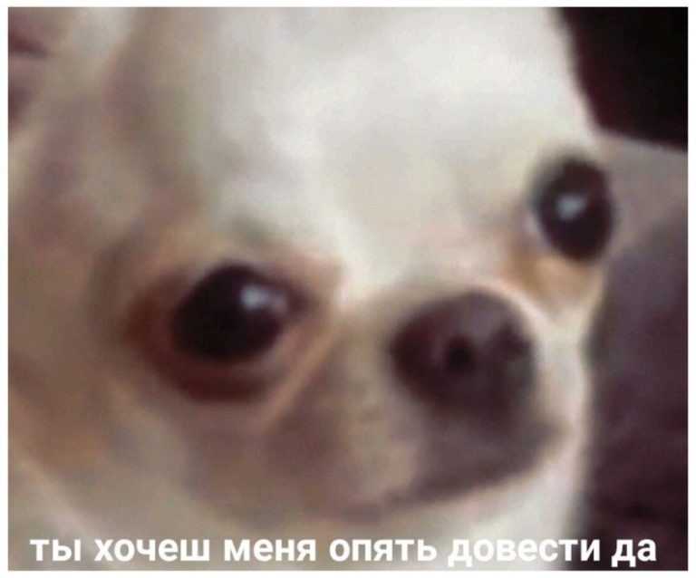 Create Meme Chihuahua Dog Sulik Ugly Dog Pictures Meme Arsenal Com