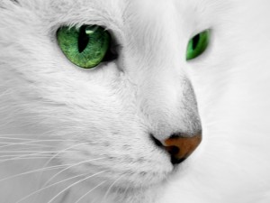 Create meme: Bel, cat with white eyes scary, the cat in the house