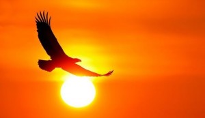 Create meme: Slavic new year soaring eagle, photo of a soaring eagle the symbol of 2019, eagle flying over the sun