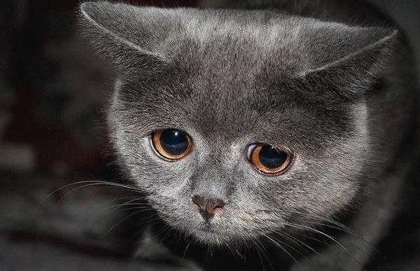Create meme: sad cat , sad grey cat, sad cat 