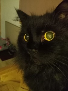 Создать мем: смешной черный кот, котик черный, чёрная кошка с жёлтыми глазами