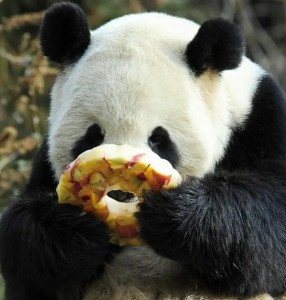 Создать мем: панда завтракает, жирная панда, панда обниманда