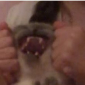 Create meme: dog's teeth, dog, cat