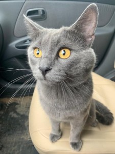 Create meme: Korat cat in profile, westia chartreux pictures, The Russian blue cat