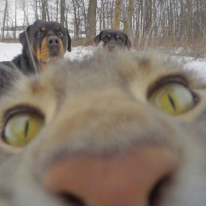 Create meme: selfie cat on the background of two dogs, cat selfie with Rottweilers, cat selfie with the dogs