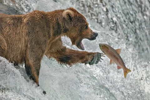 Create meme: bear with fish, grizzly bear salmon hunting, grizzly bear hunts
