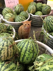 Create meme: get the watermelon cat, humor, watermelon fun