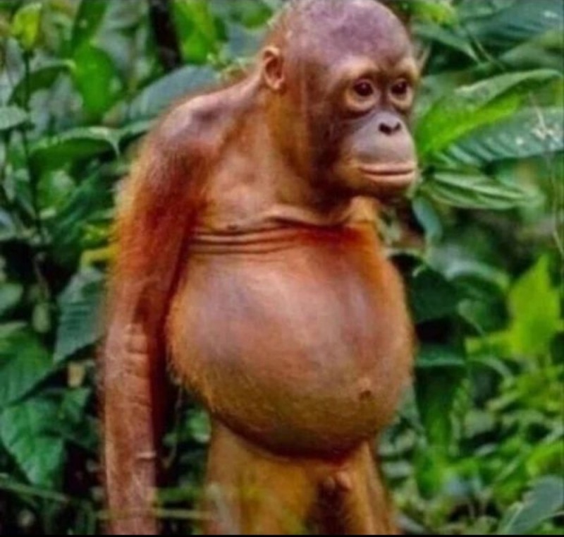 Create meme: a monkey with a belly, The pot-bellied monkey, bald orangutan