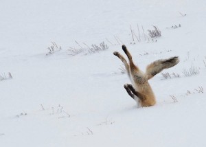 Create meme: Fox dives in the snow GIF, Fox dives into snow, Fox dives into snow