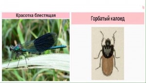 Создать мем: стрекоза ручейник, насекомые стрекоза, стрекоза