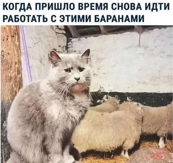 Create meme: the cat is a ram, working with these sheep again, cat 