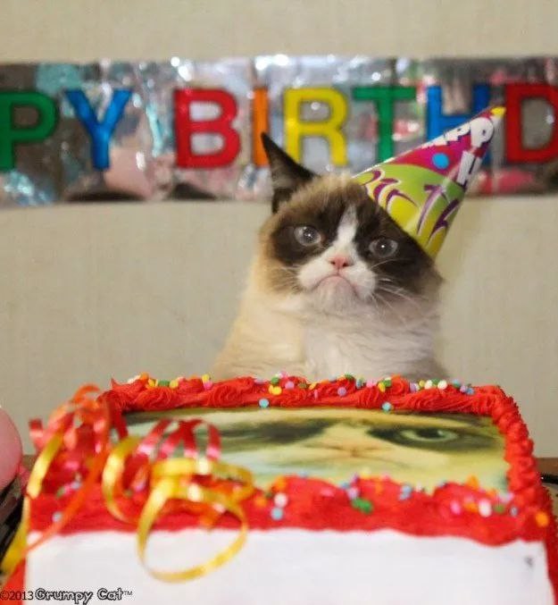 Создать мем: недовольный кот др, злой кот день рождения, грустный кот день рождения