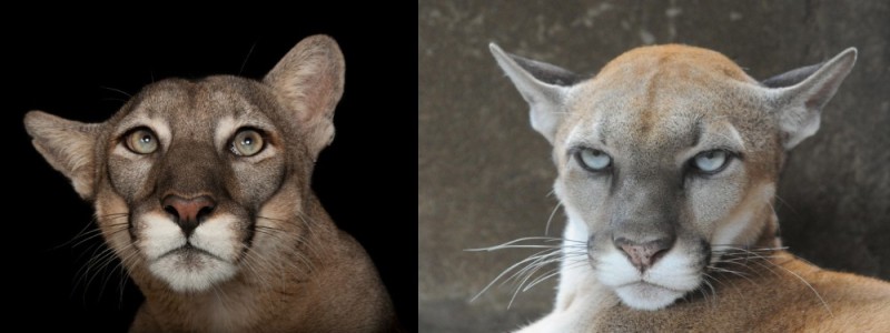 Create meme: The Florida cougar, cougar in profile, Puma face