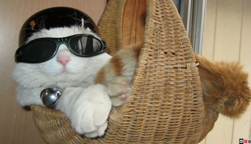 Создать мем: кот с очками мем, котик в шляпе и очках, кот в солнечных очках