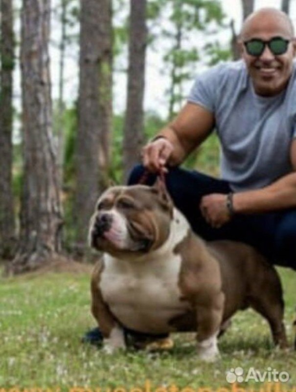 Create meme: American bully, american bully dog, American bulldog Bully