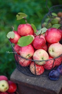 Создать мем: урожай яблок, белорусские яблоки джонаголд, сад яблоками и ягодами