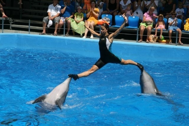 Create meme: Dolphinarium , dolphin trainer, Dolphinarium Nemo