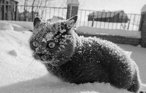 Create meme: winter cat, cocaine so much cocaine