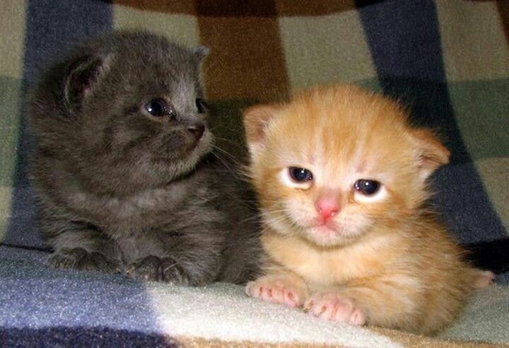 Create meme: kittens Persians, scottish straight kittens, adorable kittens