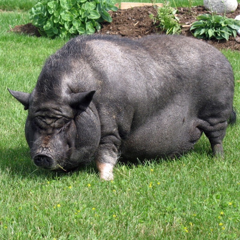 Create meme: karmals are a breed of pigs, pig breeds, the breed of pigs is Vietnamese lop - bellied