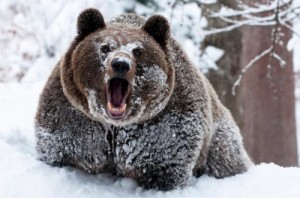 Создать мем: на медведе, охота на медведя, орущий медведь